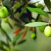 Zeytin ağaçlarının DNA şifresi çözüldü Zeytin ağaçlarının DNA şifresi çözüldü