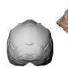 Afrika kıtası dışındaki en eski Homo sapiens kalıntısı ... Afrika kıtası dışındaki en eski Homo sapiens kalıntısı ...