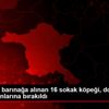Başkentte barınağa alınan 16 sokak köpeği, doğal yaşam ... Başkentte barınağa alınan 16 sokak köpeği, doğal yaşam ...