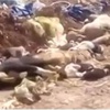 Köpeklere asit enjekte edip... Köpeklere asit enjekte edip...