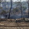 Manavgat'ta söndürülmeyen mangal ateşi, ormanı yaktı