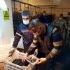 Erdek te zeytin alımları sürüyor Erdek te zeytin alımları sürüyor