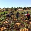 Midyat ta patates hasadı yapıldı