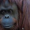 Orangutan Sandra mahkeme tarafından 'insan' yerine konuldu Orangutan Sandra mahkeme tarafından 'insan' yerine konuldu