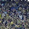 Fenerbahçe tribününde kavga çıktı