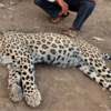 Leopar öldüren kuzenler beraat etti Leopar öldüren kuzenler beraat etti