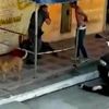 Video: Karakola inek girdi! Polisler şok oldu Video: Karakola inek girdi! Polisler şok oldu