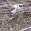 Psikopat kedi Psikopat kedi