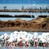 Flamingo cennetini çöl haline getirir