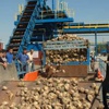 Kuraklık, Elazığ Şeker Fabrikası'na yaradı