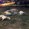 Köpek katliamında yeni gelişme: Serbest kaldılar! Köpek katliamında yeni gelişme: Serbest kaldılar!