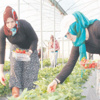 Mersin’de çilek hasadı başladı Mersin’de çilek hasadı başladı