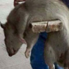 Sakarya'daki dev fare fotoğrafı panik yarattı Sakarya'daki dev fare fotoğrafı panik yarattı