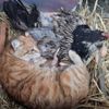 Yavru kedilerin `nöbetçi annesi´ Yavru kedilerin `nöbetçi annesi´