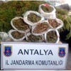Antalya'da 500 polisli operasyon! Antalya'da 500 polisli operasyon!