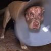 Ayıyı tokatlayıp köpeğini kurtardı
