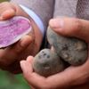 Obezite, kanser düşmanı mor patates ilk kez topraktan çıkarıldı