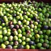 Mut ta zeytin hasadı başladı