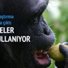 Şempanzeler de alkol kullanıyor Şempanzeler de alkol kullanıyor