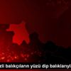Karadenizli balıkçıların yüzü dip balıklarıyla gülüyor Karadenizli balıkçıların yüzü dip balıklarıyla gülüyor