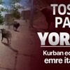 Pendik'ten Sultanbeyli'ye tosun 'Paşa'nın peşinde koşturdular Pendik'ten Sultanbeyli'ye tosun 'Paşa'nın peşinde koşturdular
