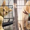 Kedi ve köpek satışı yasaklanıyor Kedi ve köpek satışı yasaklanıyor