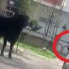 Kaçan boğayı tüfekle vurarak durdurdu!