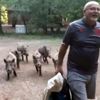 Domuzların efendisi. Sürü peşinden ayrılmadı Domuzların efendisi. Sürü peşinden ayrılmadı