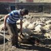Kurtlar saldırdı, 40 koyun telef oldu