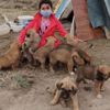 10 yavru köpeğin gönüllü bakıcısı oldu 10 yavru köpeğin gönüllü bakıcısı oldu
