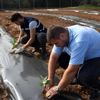 İzmit te aronya meyvesini toprakla buluşturdu İzmit te aronya meyvesini toprakla buluşturdu
