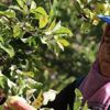 Erzincan'da yetiştirilen elmalar Fransa ve İspanya'ya gönderiliyor