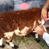 Böyle 'kurban' dolandırıcılığı görülmedi! Hayvanı resmen giydirmişler Böyle 'kurban' dolandırıcılığı görülmedi! Hayvanı resmen giydirmişler