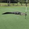 Golf sahasında davetsiz misafir Golf sahasında davetsiz misafir