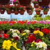 Çiçek sektörü ihracatta rekor kırdı