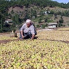 İncir Serada Kurutulacak İncir Serada Kurutulacak