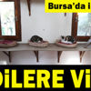 Kedilerin 'villa'da soba keyfi Kedilerin 'villa'da soba keyfi