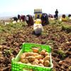 Niğde de patates hasadı başladı