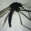 Hindistan'da Zika vakası tespit edildi Hindistan'da Zika vakası tespit edildi
