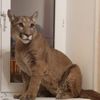 Rus çift evde puma besliyor
