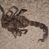 Akrepler çoğaldı köylüler paniğe kapıldı Akrepler çoğaldı köylüler paniğe kapıldı