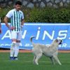 Sahaya önce köpek sonra taraftar girdi Sahaya önce köpek sonra taraftar girdi