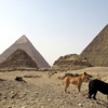 Köpek öldürene 3 yıl hapis Köpek öldürene 3 yıl hapis