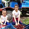 Napolyon kirazının hasadı yapılıyor Napolyon kirazının hasadı yapılıyor