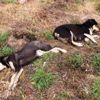 4 köpek zehirli tavuk etleriyle katledildi