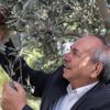 Tariş, zeytinyağı alımlarına başladı Tariş, zeytinyağı alımlarına başladı