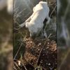 Yaralı köpeğin tedavisi için kermes düzenlendi Yaralı köpeğin tedavisi için kermes düzenlendi