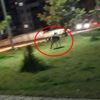 Şehir merkezine indi! Ailelere çağrı yapıldı