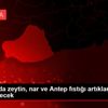 Şanlıurfa da zeytin, nar ve Antep fıstığı artıklarından ...