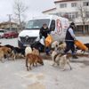 İBB, koronavirüs nedeniyle sahipsiz kalan hayvanlara mama dağıtıyor